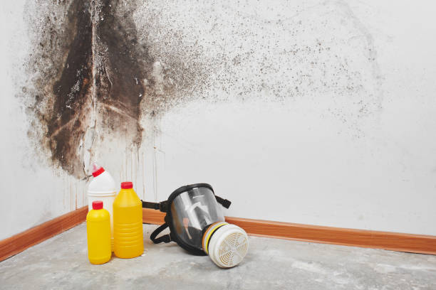 Best Attic Mold Remediation in Oak Grove, MN