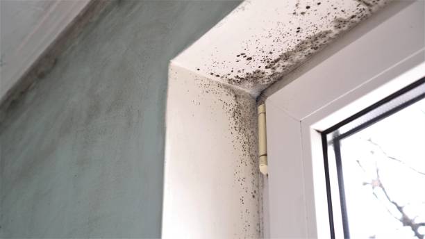 Best Mold Remediation for Specific Building Types in Oak Grove, MN