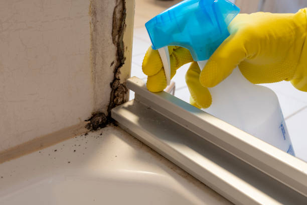 Best Kitchen Mold Remediation in Oak Grove, MN
