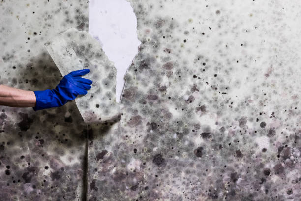 Best Industrial Mold Remediation in Oak Grove, MN
